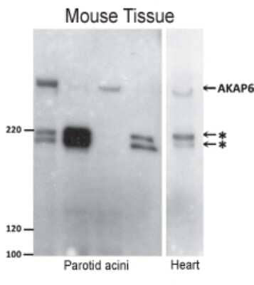 Western Blot AKAP6 Antibody