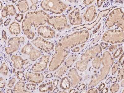 Immunohistochemistry-Paraffin: AKAP7 Antibody [NBP2-97418] - Saining of human AKAP7 in human kidney with rabbit polyclonal antibody at 1:100 dilution.