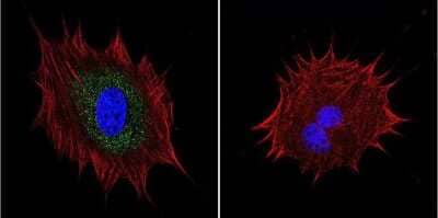 Immunocytochemistry/Immunofluorescence: AKAP9 Antibody (17G10) [NB100-74351] - Analysis of AKAP450 in NIH-3T3 cells. Cells were grown on chamber slides and fixed with formaldehyde prior to staining. Cells were probed without (control) or with a AKAP450 monoclonal antibody at a dilution of 1:100 overnight at 4C, washed with PBS and incubated with a DyLight-488 conjugated secondary antibody. AKAP450 staining (green), F-Actin staining with Phalloidin (red) and nuclei with DAPI (blue) is shown.