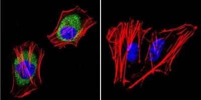 Immunocytochemistry/Immunofluorescence: AKAP9 Antibody (17G10) [NB100-74351] - Analysis of AKAP450 in HeLa cells. Cells were grown on chamber slides and fixed with formaldehyde prior to staining. Cells were probed without (control) or with a AKAP450 monoclonal antibody at a dilution of 1:20 overnight at 4C, washed with PBS and incubated with a DyLight-488 conjugated secondary antibody. AKAP450 staining (green), F-Actin staining with Phalloidin (red) and nuclei with DAPI (blue) is shown.