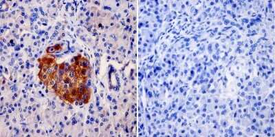 Immunohistochemistry-Paraffin: AKAP9 Antibody (17G10) [NB100-74351] - Normal biopsies of deparaffinized Human pancreas tissue at a dilution of 1:20.