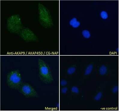 Immunocytochemistry/Immunofluorescence: AKAP9 Antibody [NB100-1517] - analysis of paraformaldehyde fixed U2OS cells, permeabilized with 0.15% Triton. Primary incubation 1hr (10ug/ml) followed by Alexa Fluor 488 secondary antibody (4ug/ml), showing cytoplasmic staining. The nuclear stain is DAPI (b