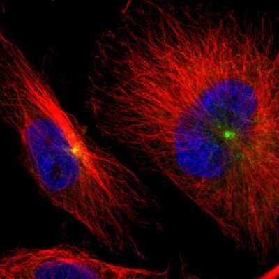 Immunocytochemistry/Immunofluorescence: AKAP9 Antibody [NBP1-89167] - Immunofluorescent staining of human cell line U-251 MG shows localization to the Golgi apparatus & centrosome. Antibody staining is shown in green.