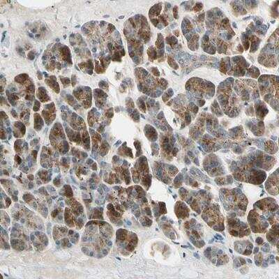 Immunohistochemistry-Paraffin: AKAP9 Antibody [NBP1-89167] - Staining of human pancreas shows strong cytoplasmic positivity in exocrine glandular cells.