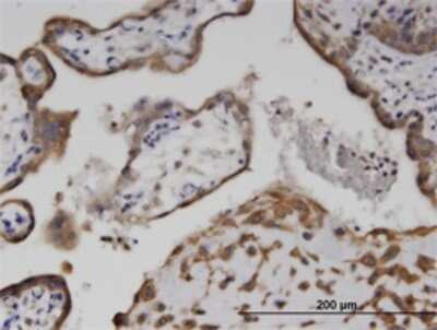 Immunohistochemistry-Paraffin: AKD1 Antibody (1H8) [H00221264-M01] - Analysis of monoclonal antibody to C6orf199 on formalin-fixed paraffin-embedded human placenta. Antibody concentration 3 ug/ml.