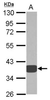 Western Blot: AKR1D1 Antibody [NBP2-15323] - Sample (30 ug of whole cell lysate) A: A549 10% SDS PAGE; antibody diluted at 1:1000.