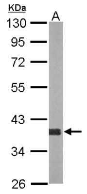 Western Blot: AKR1D1 Antibody [NBP2-21603] - Sample (20 ug of whole cell lysate) A: mouse liver 10% SDS PAGE gel, diluted at 1:10000.