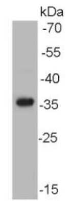 Western Blot: AKR7A2 Antibody (C10-D5) [NBP2-67126] - Analysis on human spermatozoa lysate using anti- AKR7A2 mouse mAb.