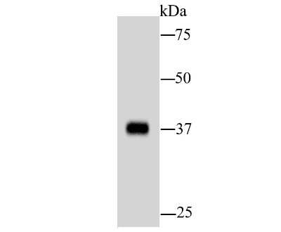 Western Blot: AKR7A2 Antibody (C10-D5) [NBP2-67126] - Analysis of AKR7A2 on hybrid fish (crucian-carp) liver tissue lysate using anti-AKR7A2 antibody at 1/1,000 dilution.