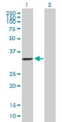 Western Blot: AKR7A2 Antibody [H00008574-B01P] - Analysis of AKR7A2 expression in transfected 293T cell line by AKR7A2 MaxPab polyclonal antibody. Lane 1: AKR7A2 transfected lysate (36.3 KDa). Lane 2: Non-transfected lysate.
