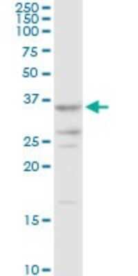 Western Blot: AKR7A2 Antibody [H00008574-D01P] - Analysis of AKR7A2 expression in K-562.