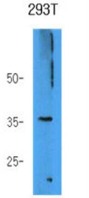 Western Blot: AKR7A3 Antibody (2E11) [NBP1-97944] - Analysis in 293T cell lysate.