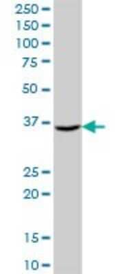 Western Blot: AKR7A3 Antibody [H00022977-B01P] - Analysis of AKR7A3 expression in human liver.