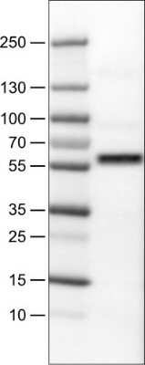 Western Blot: AKT1 Antibody (CL0887) [NBP2-52956] - WB using AKT1 antibody. Lane 1: Marker [kDa], Lane 2: Human cell line RT-4