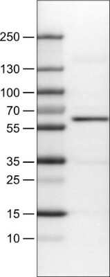 Western Blot: AKT1 Antibody (CL0899) [NBP2-52957] - WB using AKT1 antibody. Lane 1: Marker [kDa], Lane 2: Human cell line RT-4