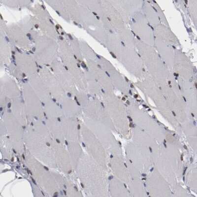 Immunohistochemistry-Paraffin: AKT1 Antibody [NBP1-89159] - IHC staining of human skeletal muscle shows low expression as expected.