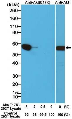 Western Blot: AKT1 Antibody (RM336) [NBP2-77406] - Analysis of a cell lysate mixture of untransfected 293T and 293T transfected with a DNA construct encoding the AKT1 E17K mutant, using NBP2-77406 at 0.1 ug/mL or NBP2-61479 (clone RM252).