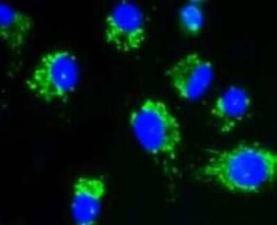 Immunocytochemistry/Immunofluorescence: AKT1 Antibody (ST48-09) [NBP2-67523] - ICC staining AKT1/2/3 in A549 cells (green). The nuclear counterstain is DAPI (blue). Cells were fixed in paraformaldehyde, permeabilised with 0.25% Triton X-100 in PBS.