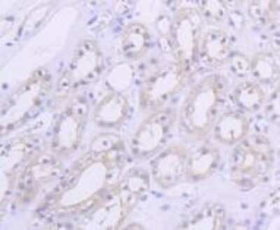Immunohistochemistry-Paraffin: AKT1 Antibody (ST48-09) [NBP2-67519] - IHC-P analysis of paraffin-embedded human kidney tissue using anti-AKT1 antibody. Counter-stained with hematoxylin.