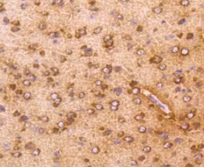 Immunohistochemistry-Paraffin: AKT1 Antibody (ST48-09) [NBP2-67519] - IHC-P analysis of paraffin-embedded mouse brain tissue using anti-AKT1 antibody. Counter-stained with hematoxylin.
