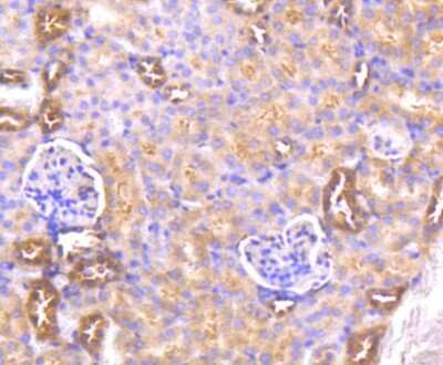 Immunohistochemistry-Paraffin: AKT1 Antibody (ST48-09) [NBP2-67519] - IHC-P analysis of paraffin-embedded mouse kidney tissue using anti-AKT1 antibody. Counter-stained with hematoxylin.