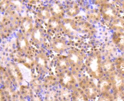Immunohistochemistry-Paraffin: AKT1 Antibody (ST48-09) [NBP2-67523] - IHC-P analysis of paraffin-embedded mouse kidney tissue using anti-AKT1/2/3 antibody. Counterstained with hematoxylin.