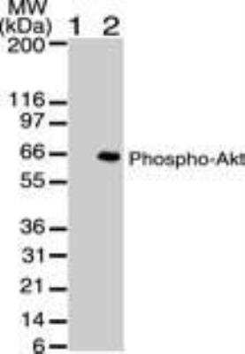 Western Blot: AKT1 [p Ser473] Antibody (104A282) - Azide and BSA Free [NBP2-27399] - WB analysis of phospho AKT using AKT1 phospho Ser473 antibody at 2 ug/mL against untreated (lane 1) and PDGF treated (lane 2) NIH-3T3 lysate. HRP-conjugated secondary antibody and ECL substrate solution were used for this test.