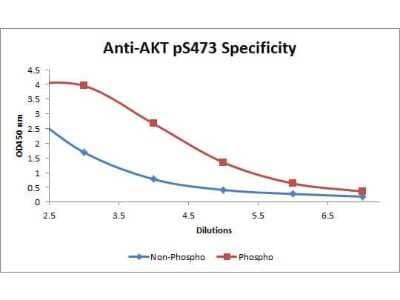 ELISA: AKT1 [p Ser473] Antibody (17F6.B11) [Biotin] [NBP2-21678] - ELISA of AKT1 [p Ser473] antibody (17F6.B11) [Biotin]. Antigen: BSA conjugates of AKT1 phospho S473 and AKT non-phospho S473.Coating amount: 0.1 ug per well. Primary antibody: AKT1 phospho S473 Biotin Conjugated antibody at 5 ug/mL. Dilution series: 3-fold. Mid-point concentration: 5 ng/mL AKT1 phospho S473 Biotin Conjugated antibody.Secondary antibody: Peroxidase streptavidin secondary antibody at 1:10,000. Substrate: TMB