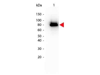 Western Blot: AKT1 [p Ser473] Antibody (17F6.B11) [Biotin] [NBP2-21678] - Western Blot of AKT1 [p Ser473] antibody (17F6.B11) [Biotin]. Lane 1: GST tagged AKT1 active recombinant protein. Lane 2: none. Load: 25 ng per lane.Primary antibody: AKT1 phospho S473 Biotin Conjugated antibody at 1:1,000 for overnight at 4C.Secondary antibody: HRP Streptavidin secondary antibody at 1:40,000 for 30 min at RT.Block for 30 min at RT.Predicted/Observed size: 79 kDa, 79 kDa for AKT1 phospho S473. Other band(s): none