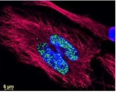 Immunocytochemistry/Immunofluorescence: AKT1 [p Ser473] Antibody (17F6.B11) [DyLight 488] [NBP1-77701] - ICC/IF analysis. Histone detection using a DyLight 488 conjugate (green). Tubulin was detected using a DyLight 549 conjugate (red). Nuclei were counter-stained using DAPI (blue).