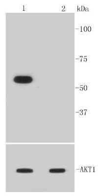 Western Blot: AKT1 [p Ser473] Antibody (SY28-05) [NBP2-67449] - WB analysis of Phospho-Akt1(Ser473) on different lysates using anti-Phospho-Akt1(Ser473) antibody at 1:1000 dilution. Positive control: Lane 1: NIH/3T3 treated with PDGF Lane 2: NIH/3T3 untreated
