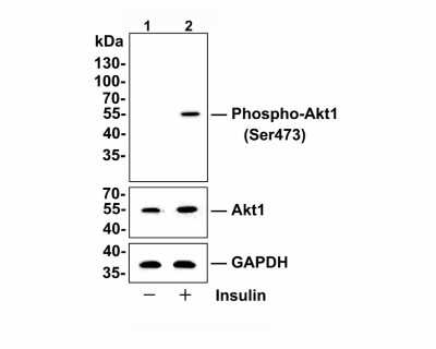 Western Blot: AKT1 [p Ser473] Antibody (SY28-05) [NBP2-67449] - Analysis of AKT1 [p Ser473] on Hela cell lysates. Lane 1: Hela cells were starved overnight, whole cell lysates, 10 ug/lane. Lane 2: Hela cells were starved overnight, then treated with 150 nM insulin for 15 mins, whole cell lysates, 10 ug/lane. Proteins were transferred to a PVDF membrane and blocked with 5% BSA in PBS for 1 hour at room temperature. The primary antibody Anti-AKT1 [p Ser473]  (1/500) , Anti-Akt1 antibody ( 1/500) and Anti-GAPDH antibody (1/10,000) was used in 5% BSA at room temperature for 2 hours. Goat Anti-Rabbit IgG H&L (HRP) Secondary Antibody at 1:200,000 dilution was used for 1 hour at room temperature. Predicted band size: 56 kDa Observed band size: 56 kDa Exposure time: 1 minute 28 seconds