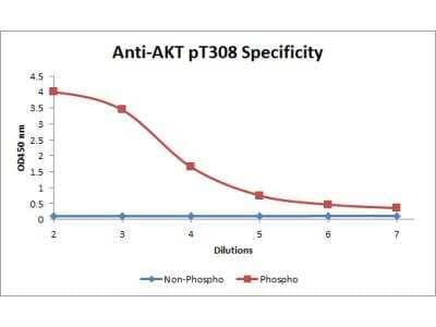 ELISA: AKT1 [p Thr308] Antibody (18F3.H11) [Biotin] [NBP2-21679] - ELISA of AKT1 phospho Thr308 Biotin conjugated antibody. Antigen: Unconjugated AKT1 phospho Thr308 and AKT1 non-phospho Thr308. Coating amount: 0.1 ug per well. Primary antibody: AKT1 phospho Thr308 Biotin conjugated antibody at 5 ug/mL. Dilution series: 3-fold. Mid-point concentration: 5 ng/mL AKT1 phospho Thr308 Biotin conjugated antibody. Secondary antibody: Peroxidase streptavidin secondary antibody at 1:10,000. Substrate: TMB