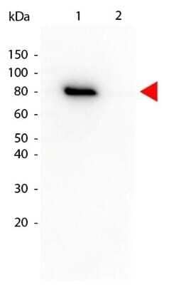 Western Blot: AKT1 [p Thr308] Antibody (18F3.H11) [Biotin] [NBP2-21679] - Lane 1: GST-tagged AKT1 active recombinant protein. Lane 2: GST-tagged AKT1 inactive recombinant protein. Load: 25 ng per lane. AKT1 phospho Thr308 Biotin conjugated antibody at 1:1000 overnight at 4C. Secondary antibody: HRP Streptavidin secondary antibody at 1:40,000 for 30 min at RT. Block for30 min at RT. Predicted/Observed size: 79 kDa, 79 kDa for AKT phospho Thr308.