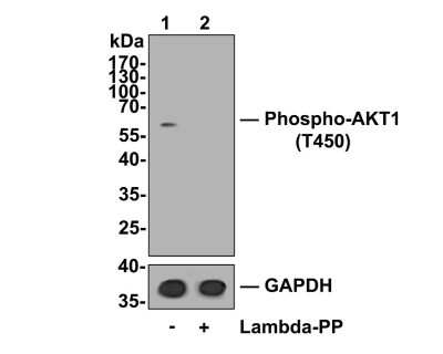 Western Blot: AKT1 [p Thr450] Antibody (SD08-12) [NBP2-67806] - Analysis of AKT1 [p Tyr450] on NIH-3T3 cell lysates. Lane 1: NIH-3T3 cells, whole cell lysate, 10ug/lane Lane 2: NIH-3T3 cells treated with 2.8ug/ul lambda-PP for 30 minutes, whole cell lysates, 10ug/lane All lanes : Anti-AKT1 [p Tyr450] antibody at 1:500 dilution. Anti-GAPDH antibody at 1:10,000 dilution. Goat Anti-Rabbit IgG H&L (HRP) at 1/200,000 dilution. Predicted band size: 56 kDa Observed band size: 60 kDa Blocking and diluting buffer: 5% BSA. Exposure time: 2 minutes