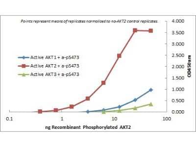 ELISA: AKT2 Antibody (11F6.B2) [NBP2-44216] - ELISA of Rat Monoclonal anti-AKT2 Antigen: GST AKT1, GST AKT2, GST AKT3. Coating amount: starting from 50 ng/well.