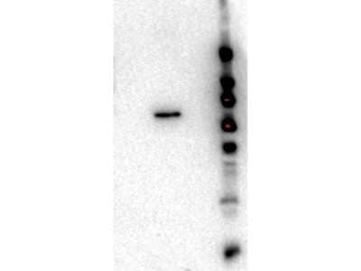 Western Blot: AKT2 Antibody (11F6.B2) [NBP2-44216] - lane 1: GST-AKT1. Lane 2: GST-AKT2. Lane 3: GST-AKT3. Load: 50 ng per lane.