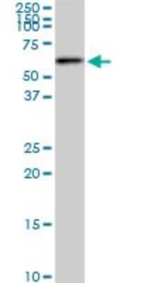 Western Blot: AKT2 Antibody (1D9) [H00000208-M03] - Analysis of AKT2 expression in NIH/3T3 (Cat # L018V1).