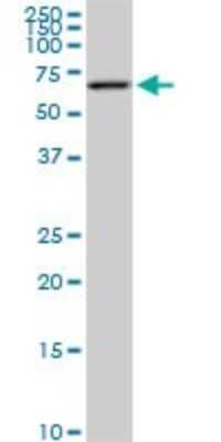 Western Blot: AKT2 Antibody (1F3) [H00000208-M05] - Analysis of AKT2 expression in NIH/3T3 (Cat # L018V1).