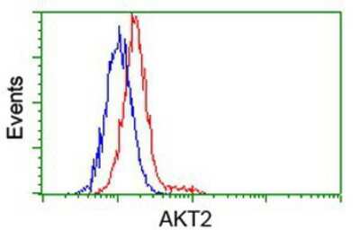 Flow Cytometry: AKT2 Antibody (4H7) [NBP2-02231] - Analysis of Hela cells, using anti-AKT2 antibody, (Red), compared to a nonspecific negative control antibody (Blue).