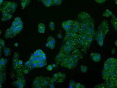 Immunocytochemistry/Immunofluorescence: AKT2 Antibody (4H7) [NBP2-02231] - Immunofluorescent staining of HepG2 cells using anti-AKT2 mouse monoclonal antibody.