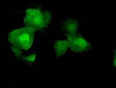 Immunocytochemistry/Immunofluorescence: AKT2 Antibody (4H7) [NBP2-02231] Staining of COS7 cells transiently transfected by pCMV6-ENTRY AKT2.