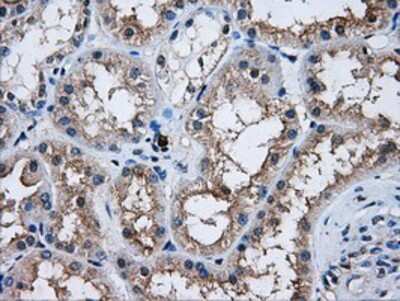 Immunohistochemistry-Paraffin: AKT2 Antibody (4H7) [NBP2-02231] - Staining of paraffin-embedded Human Kidney tissue using anti-AKT2 mouse monoclonal antibody.