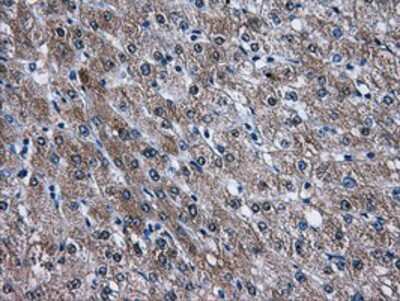 Immunohistochemistry-Paraffin: AKT2 Antibody (4H7) [NBP2-02231] - Staining of paraffin-embedded Human liver tissue using anti-AKT2 mouse monoclonal antibody.