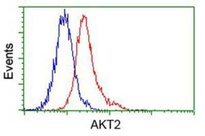 Flow Cytometry: AKT2 Antibody (OTI4H7) - Azide and BSA Free [NBP2-70146] - Analysis of Jurkat cells, using anti-AKT2 antibody, (Red), compared to a nonspecific negative control antibody (Blue).