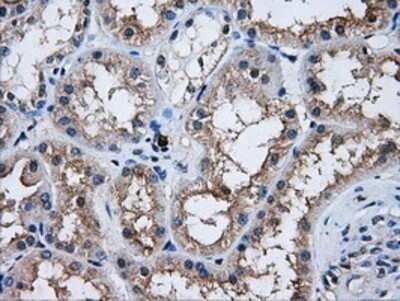 Immunohistochemistry: AKT2 Antibody (OTI4H7) - Azide and BSA Free [NBP2-70146] - Staining of paraffin-embedded Human Kidney tissue using anti-AKT2 mouse monoclonal antibody.