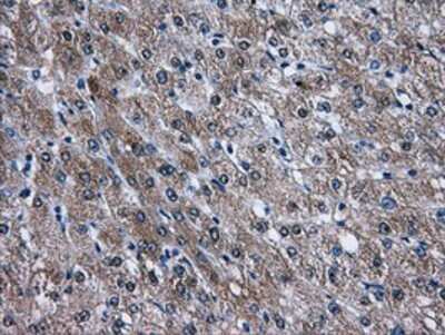 Immunohistochemistry: AKT2 Antibody (OTI4H7) - Azide and BSA Free [NBP2-70146] - Staining of paraffin-embedded Human liver tissue using anti-AKT2 mouse monoclonal antibody.