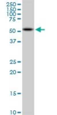 Western Blot: AKT2 Antibody (X1) [H00000208-M06] - Analysis of AKT2 expression in NIH/3T3 (Cat # L018V1).