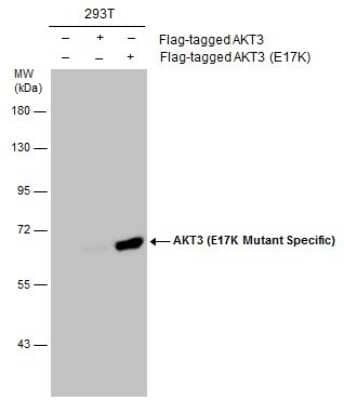 Western Blot: AKT3 Antibody - E17K Mutant [NBP3-13105] - Non-transfected (-) and transfected (+) 293T whole cell extracts (30 ug) were separated by 7.5% SDS-PAGE, and the membrane was blotted with AKT3 (E17K Mutant Specific) antibody (NBP3-13105) diluted at 1:3000.