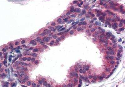 Immunohistochemistry-Paraffin: AKT3 Antibody [NB100-1480] - staining of paraffin embedded Human Prostate. Steamed antigen retrieval with citrate buffer pH 6, AP-staining.